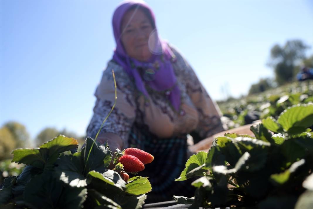 Konya’nın kırmızı altını üç haneli rakamları gördü 7